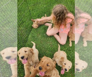 Goldendoodle Litter for sale in PERRYSVILLE, OH, USA