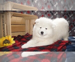 Samoyed Litter for sale in LUBLIN, WI, USA
