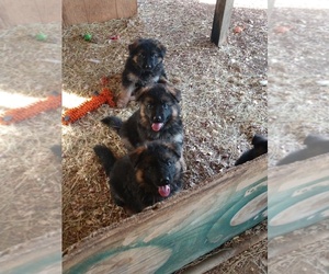 German Shepherd Dog Litter for sale in WILLIS, TX, USA
