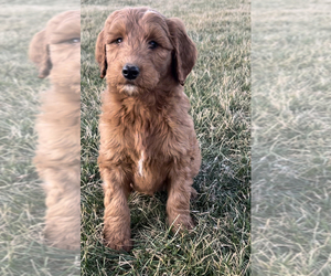 Goldendoodle (Miniature) Litter for sale in NILES, MI, USA