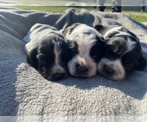 English Springer Spaniel Litter for sale in ATWATER, OH, USA