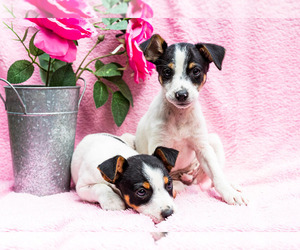 Foxy Russell Litter for sale in WAKARUSA, IN, USA