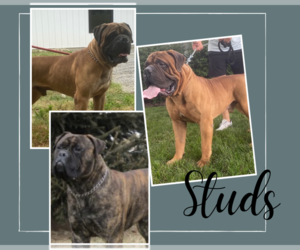 Bullmastiff Litter for sale in MIDDLEBURY, IN, USA