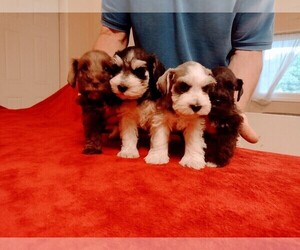 Schnauzer (Miniature) Litter for sale in COLONIAL HEIGHTS, TN, USA