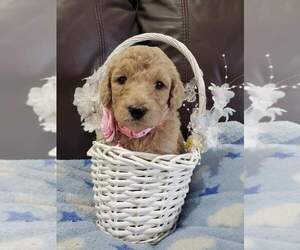 Poodle (Standard) Litter for sale in TAMPA, FL, USA