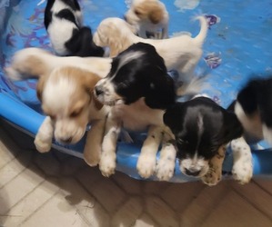 English Setter Litter for sale in HASTINGS, MN, USA