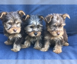 Yorkshire Terrier Litter for sale in BOWLING GREEN, KY, USA