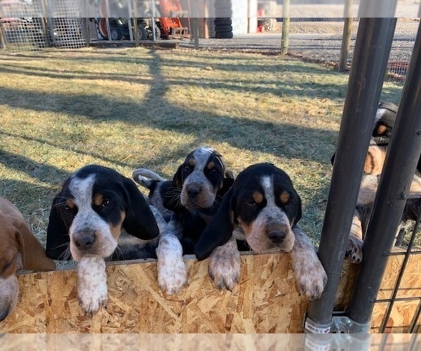 Medium Photo #1 Bluetick Coonhound Puppy For Sale in BURNS, OR, USA