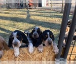 Small Photo #1 Bluetick Coonhound Puppy For Sale in BURNS, OR, USA