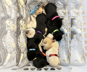 Labrador Retriever Litter for sale in WATERFORD, PA, USA