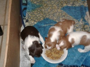 Brittany Litter for sale in DOLORES, CO, USA