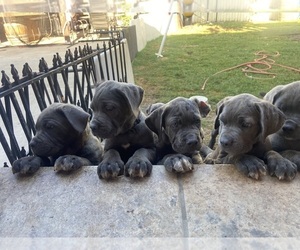 Cane Corso Litter for sale in PHILLIPS RANCH, CA, USA