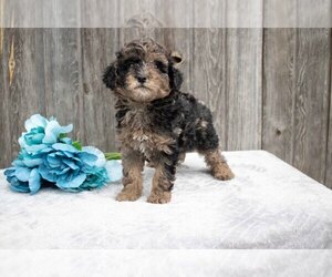 Poodle (Toy) Litter for sale in FRESNO, OH, USA