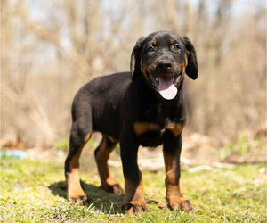 Rotterman Litter for sale in BRISTOL, IN, USA