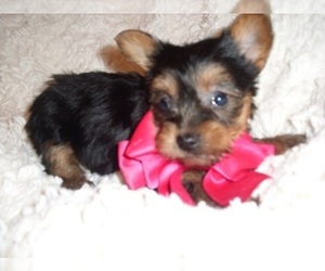Yorkshire Terrier Litter for sale in JACKSON, MS, USA