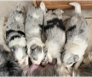 Border Collie Litter for sale in APPLE VALLEY, CA, USA