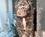 Small Photo #1 Aussiedoodle Puppy For Sale in FRANKSTON, TX, USA