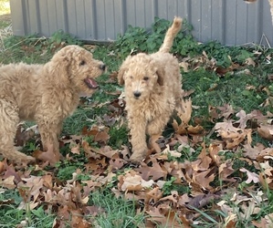 Goldendoodle Litter for sale in BUFFALO, MO, USA
