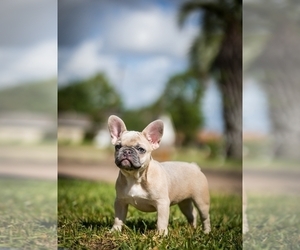 French Bulldog Litter for sale in HOUSTON, TX, USA