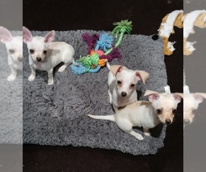 Chihuahua-YorkiePoo Mix Litter for sale in REDDING, CA, USA