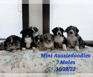 Medium Aussiedoodle Miniature 