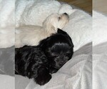 Small Photo #1 ShihPoo Puppy For Sale in BAYPORT, MN, USA