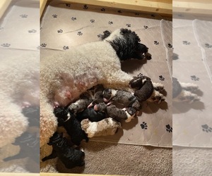 Aussiedoodle Litter for sale in MANSON, NC, USA
