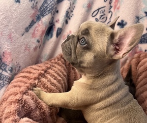 French Bulldog Litter for sale in SEASIDE, OR, USA