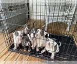 Small Photo #1 American Bully Puppy For Sale in LA VERNIA, TX, USA