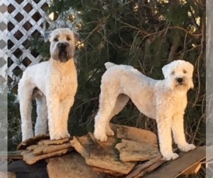 Soft Coated Wheaten Terrier Litter for sale in MIDWEST CITY, OK, USA