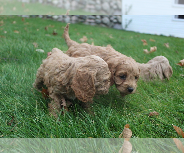 Medium Photo #1 Cockapoo Puppy For Sale in EVART, MI, USA
