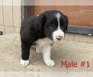 Border Collie Litter for sale in BOISE, ID, USA
