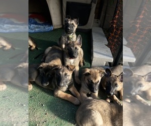 Malinois Litter for sale in LOS ANGELES, CA, USA