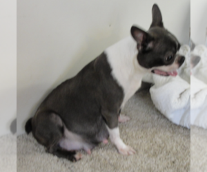 Boston Terrier Litter for sale in CRKD RVR RNCH, OR, USA