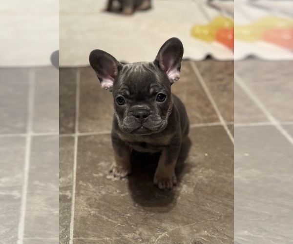 Medium Photo #1 French Bulldog Puppy For Sale in HILTON, NY, USA