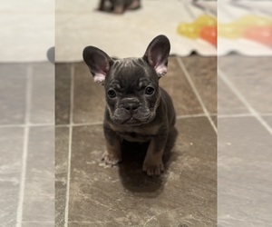 French Bulldog Litter for sale in HILTON, NY, USA