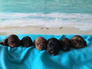 Dachshund Litter for sale in KYLE, TX, USA