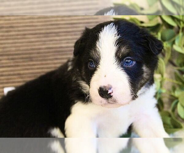 Medium Photo #1 Border Collie Puppy For Sale in GREENWICH, OH, USA