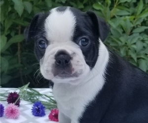 Boston Terrier Litter for sale in MYERSTOWN, PA, USA