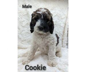 Bernedoodle Litter for sale in WHITEHOUSE, OH, USA