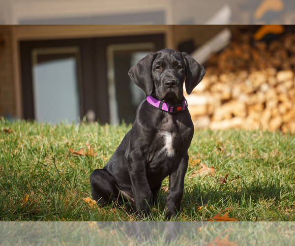 Medium Photo #1 Great Dane Puppy For Sale in WOODBINE, MD, USA