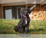 Small Photo #1 Great Dane Puppy For Sale in WOODBINE, MD, USA