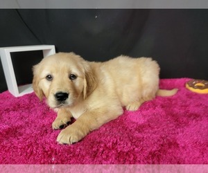 Golden Retriever Litter for sale in PEYTON, CO, USA