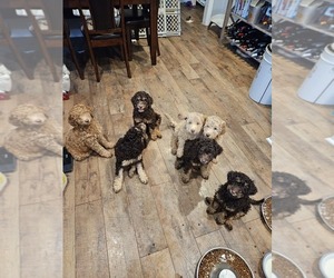 Poodle (Standard) Litter for sale in CHATTANOOGA, TN, USA