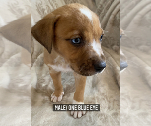 Catahoula Bulldog-Unknown Mix Litter for sale in WEBSTER, FL, USA
