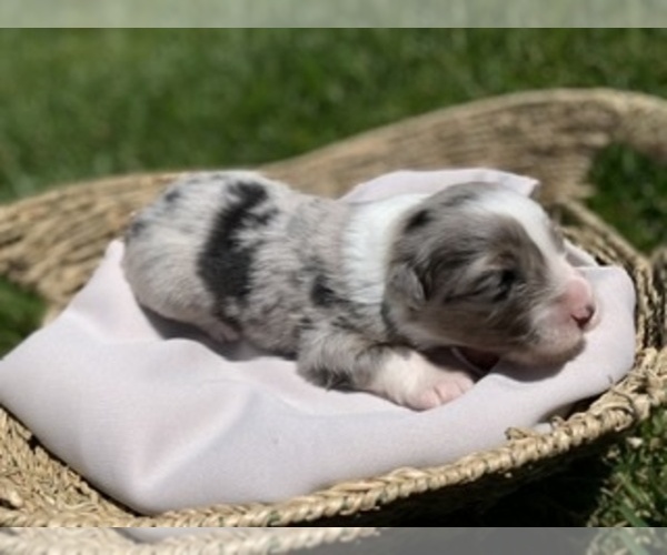 Medium Photo #1 Australian Shepherd Puppy For Sale in WEST PLAINS, MO, USA