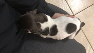 German Shorthaired Pointer Litter for sale in HUMBLE, TX, USA
