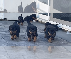 Rottweiler Litter for sale in VALLEJO, CA, USA
