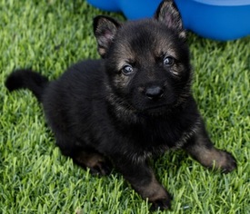 German Shepherd Dog Litter for sale in ALBANY, KY, USA