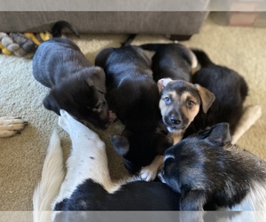 Shollie Litter for sale in LIBERTY TOWNSHIP, OH, USA